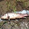 A dead fish on the shore